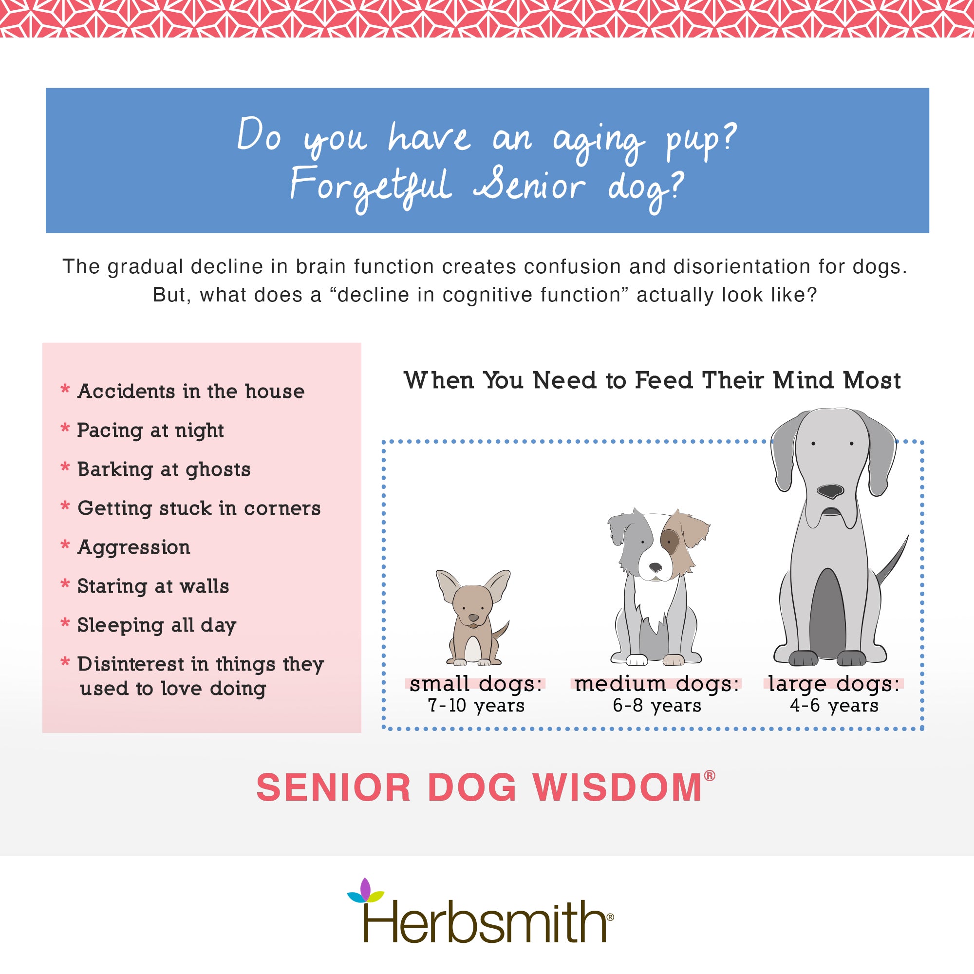 Senior Dog Wisdom