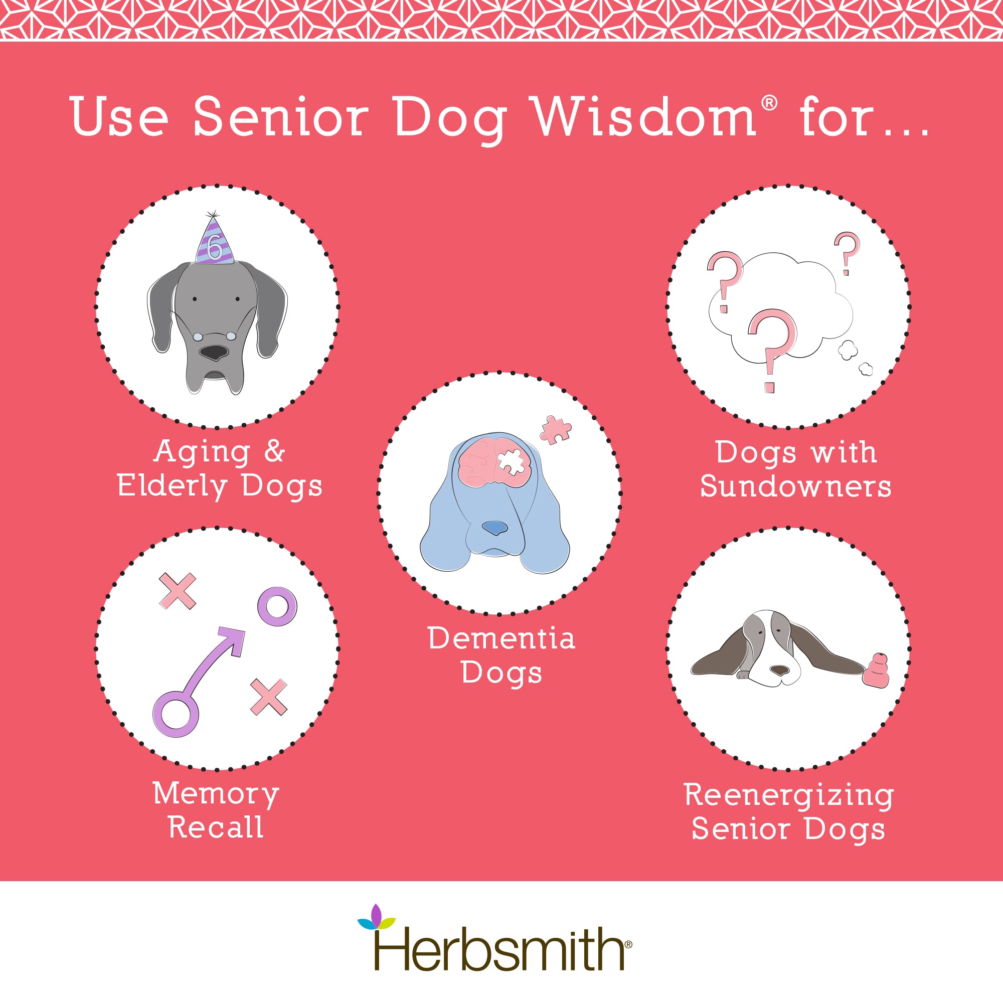 Senior Dog Wisdom