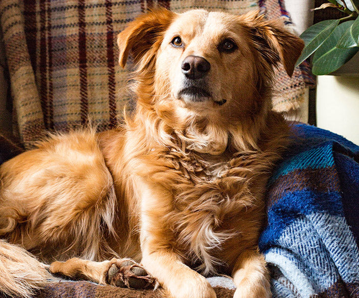 Dog sitting on a couch with a plaid blanket and a plant in the background