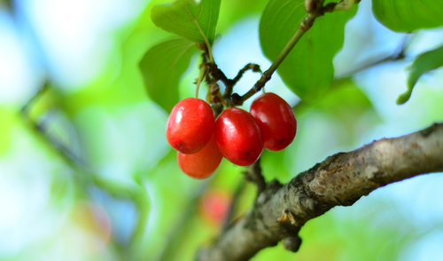 Cornus Fruit