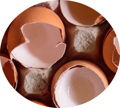 Ground Egg Shell