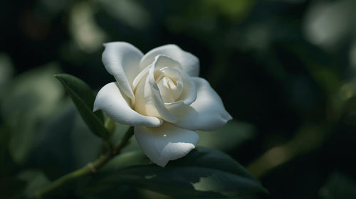 Gardenia