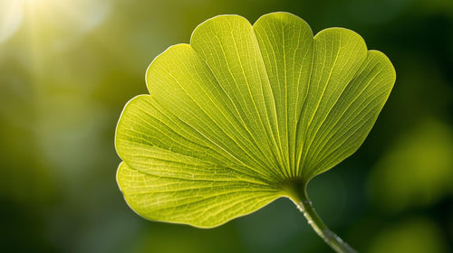 Ginkgo Biloba