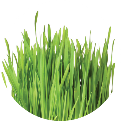 Barley Grass