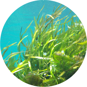 Kelp