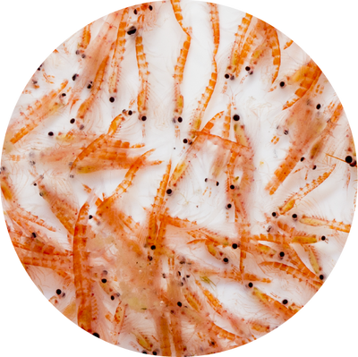 Ground Krill