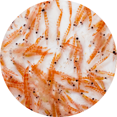 Whole-Ground Krill