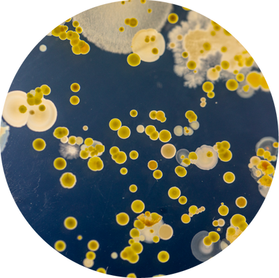 Bacillus Species (Probiotic)