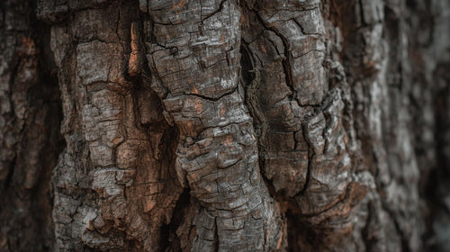 Moutan Root Bark