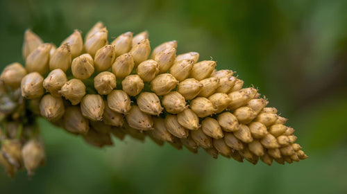 Plantago Seed