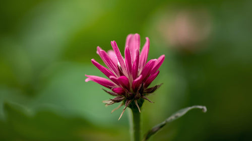 Red Clover