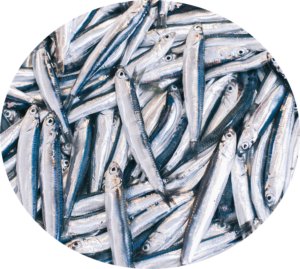 Sardines