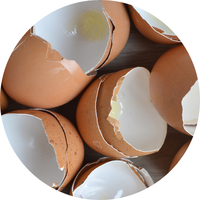 Egg Shell