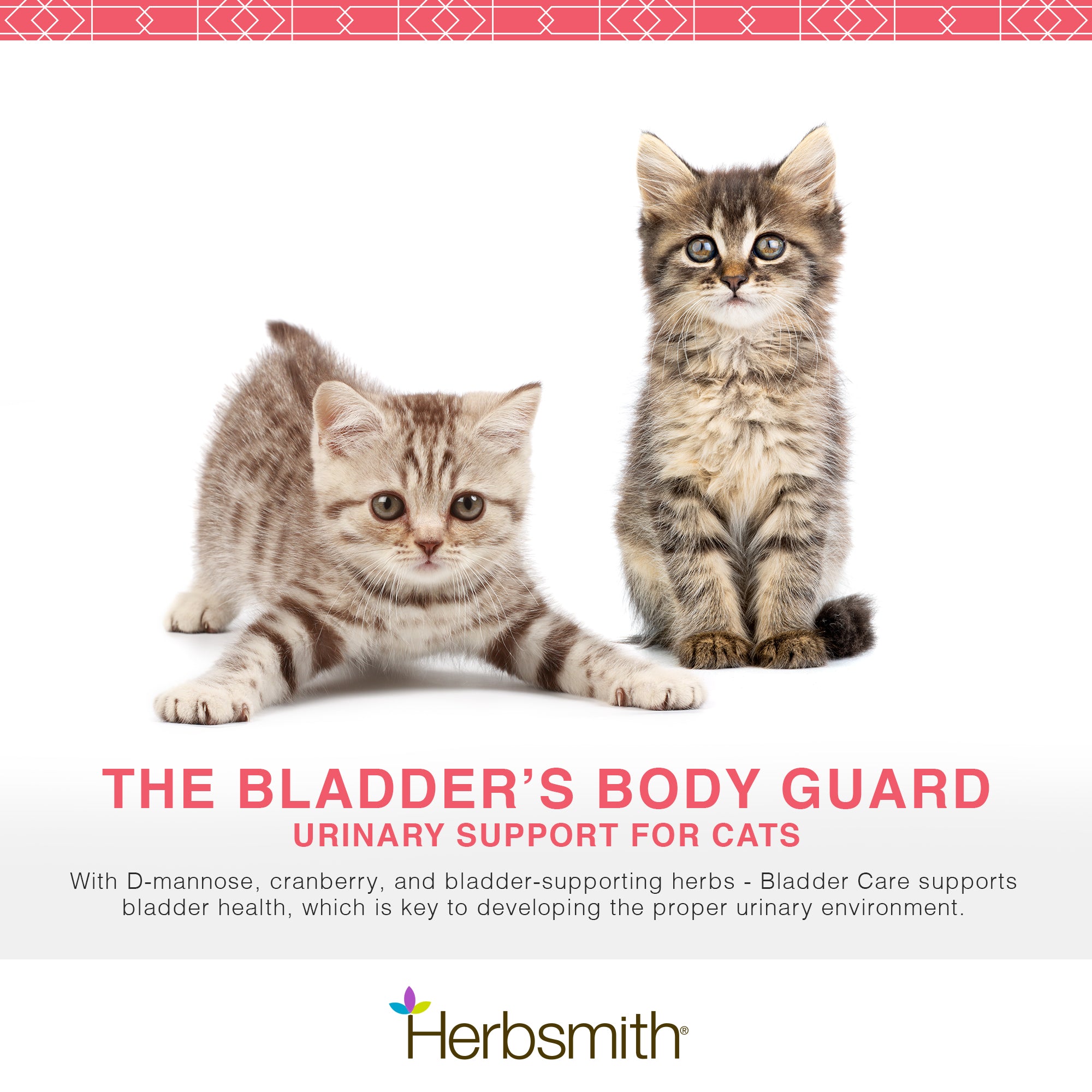 Bladder Care Kitty