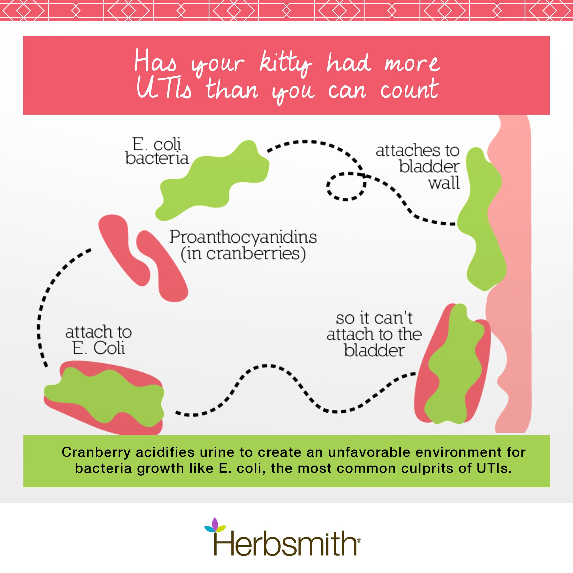 Bladder Care Kitty