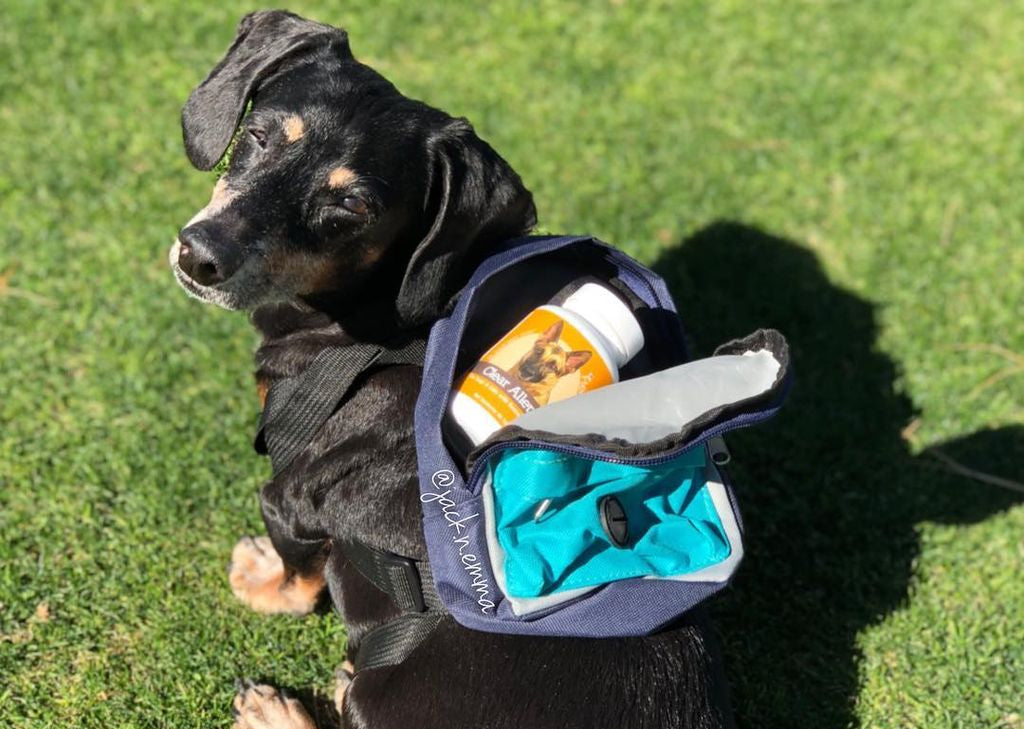 A black and tan Dachshund sitting on grass, looking over its shoulder with a backpack containing Herbsmith's Clear AllerQi