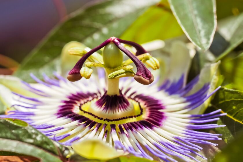 Passion Flower: A Beautiful Way to Ease Stress in Dogs | Herbsmith