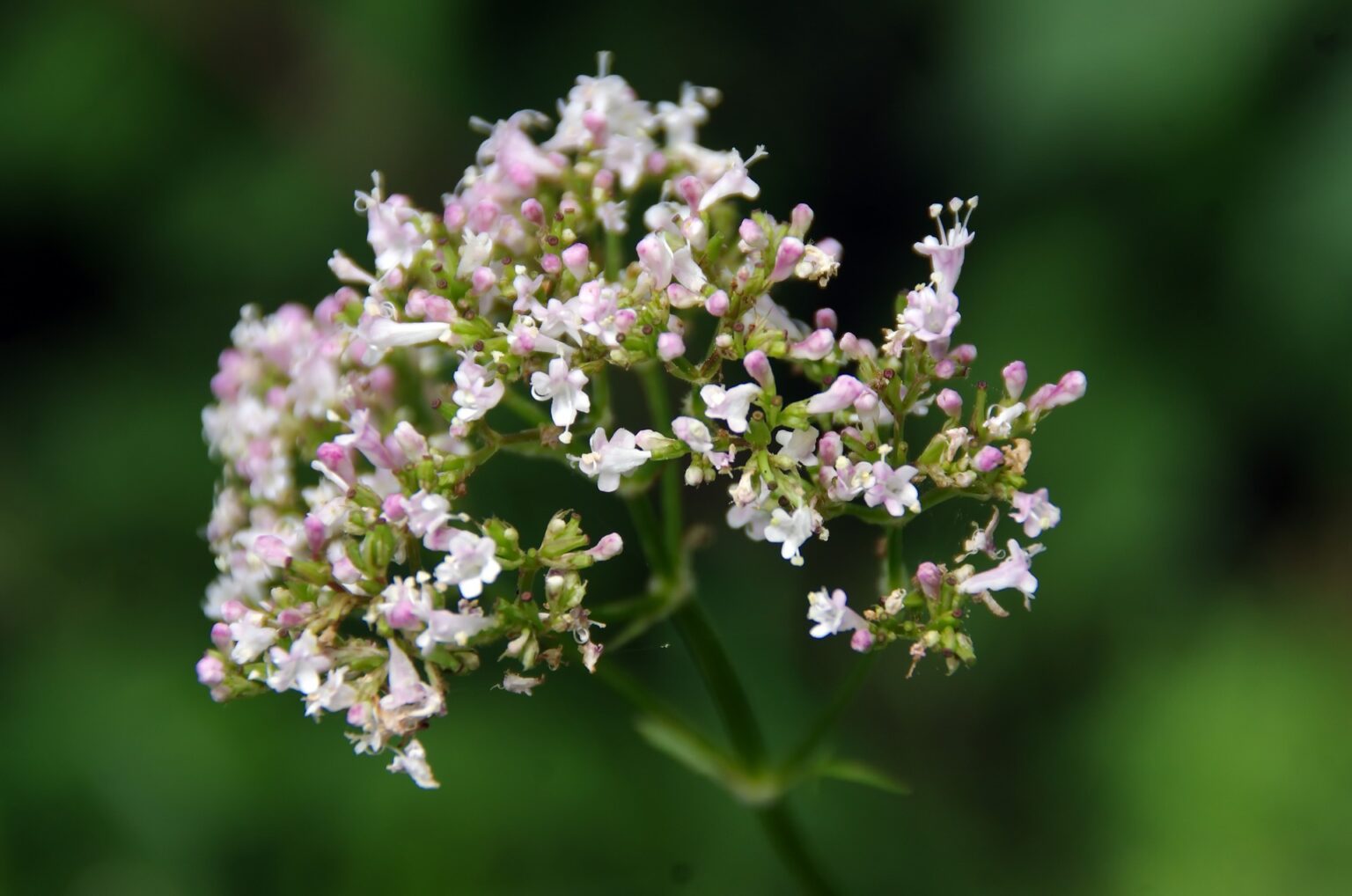 what-no-one-s-saying-about-calming-herbs-for-dogs-herbsmith